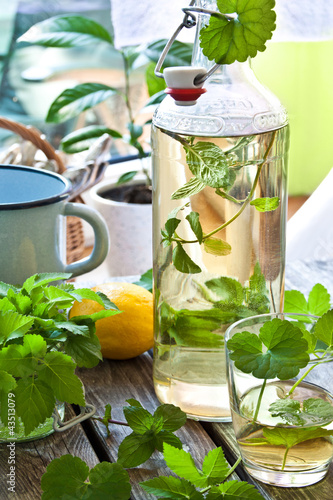 Foto: Kräuter-Limonade - mit Giersch und Gundermann Kräuter-Limonade - mit Giersch und Gundermann