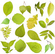 Tree leaves