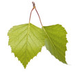 Photo: Two birch leaves Two birch leaves