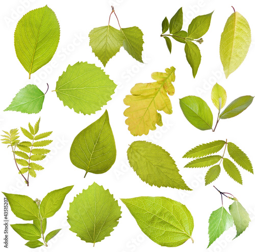 Photo: Tree leaves Tree leaves