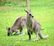 kangaroo