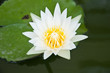 Foto: White lotus White lotus