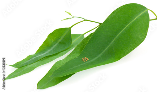 Photo: pépites et paillettes d'or sur feuille d'eucalyptus pépites et paillettes d'or sur feuille d'eucalyptus