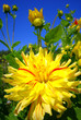 Dahlia