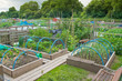 Allotment Garden