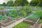 Allotment Garden