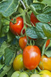 Roma-Tomaten