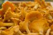 Chanterelles