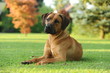 Foto: Rhodesian Ridgeback Rhodesian Ridgeback