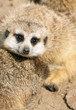 Photo: Meerkat Meerkat