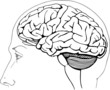 Human brain