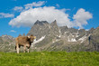 Auf der Alm