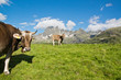 Kühe auf der Alm