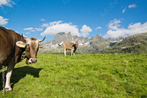 Photo: Kühe auf der Alm Kühe auf der Alm