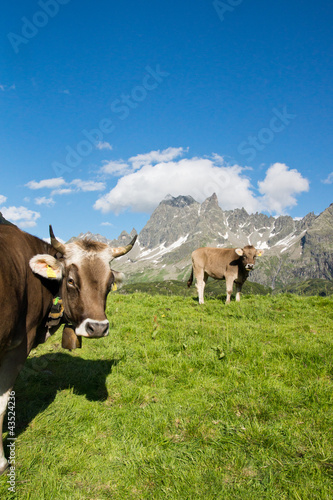 Photo: Glückliche Kühe Glückliche Kühe