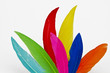 Bunte Federpracht