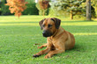 Rhodesian Ridgeback 3