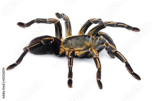 Photo: Thai Zebra Tarantula (Haplopelma albostriatum) Thai Zebra Tarantula (Haplopelma albostriatum)