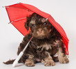 A puppy under the umbrella