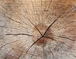 Holzscheibe getrocknet Detailaufnahme