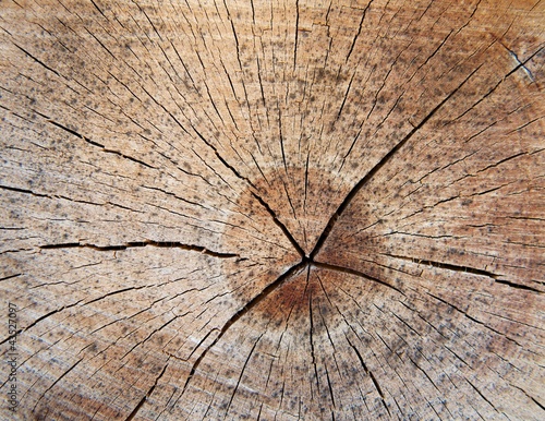Photo: Holzscheibe getrocknet Detailaufnahme Holzscheibe getrocknet Detailaufnahme
