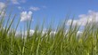 Green barley with blue sky background