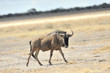 Gnu 4