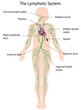 The lymphatic system labeled, eps10