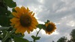 girasoli hdr video