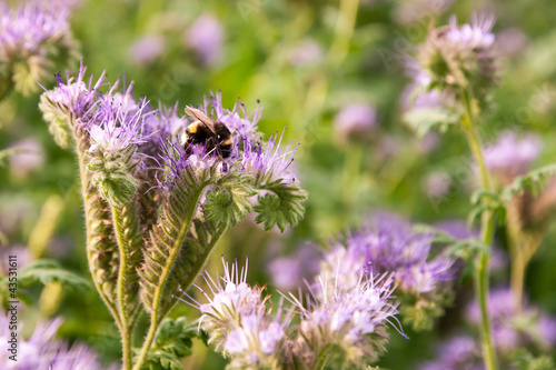 Photo: Bumblebee on a phacelia flower Bumblebee on a phacelia flower