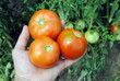 man hand with three organic tomatoes in the garden