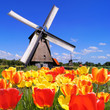 Traditional Dutch windmills with vibrant tulips