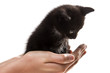 I give a small kitten in good hands