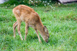Foto: fallow deer fallow deer