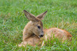 Foto: fallow deer fallow deer