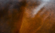 Photo: Horse fur background Horse fur background