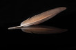 Photo: Beautiful feather on black background Beautiful feather on black background