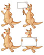 Kangaroo