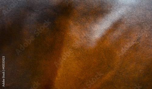 Photo: Horse fur background Horse fur background