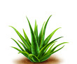 Short green plant on the soil on white background