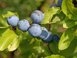 Schlehdorn - Prunus spinosa