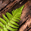Photo: Fresh fern on bark background Fresh fern on bark background