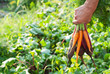 Beetroot