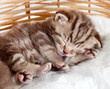 funny sleeping baby cat kitten in wicker basket