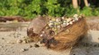 Hermit crabs occupy a coconut husk