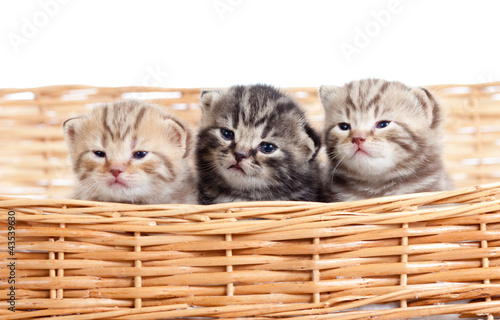 Photo: funny small kittens in wicker basket funny small kittens in wicker basket