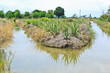 Aloe vera field