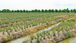 Aloe vera field