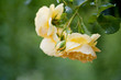 gelbe rosen