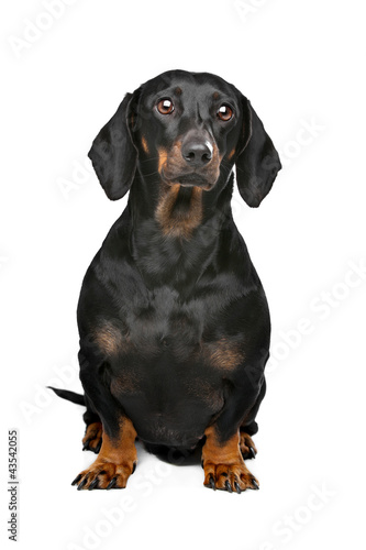 Photo: black and tan dachshund black and tan dachshund